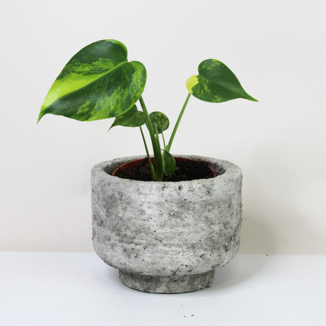 Monstera Aurea Variegata S Foliage Dreams