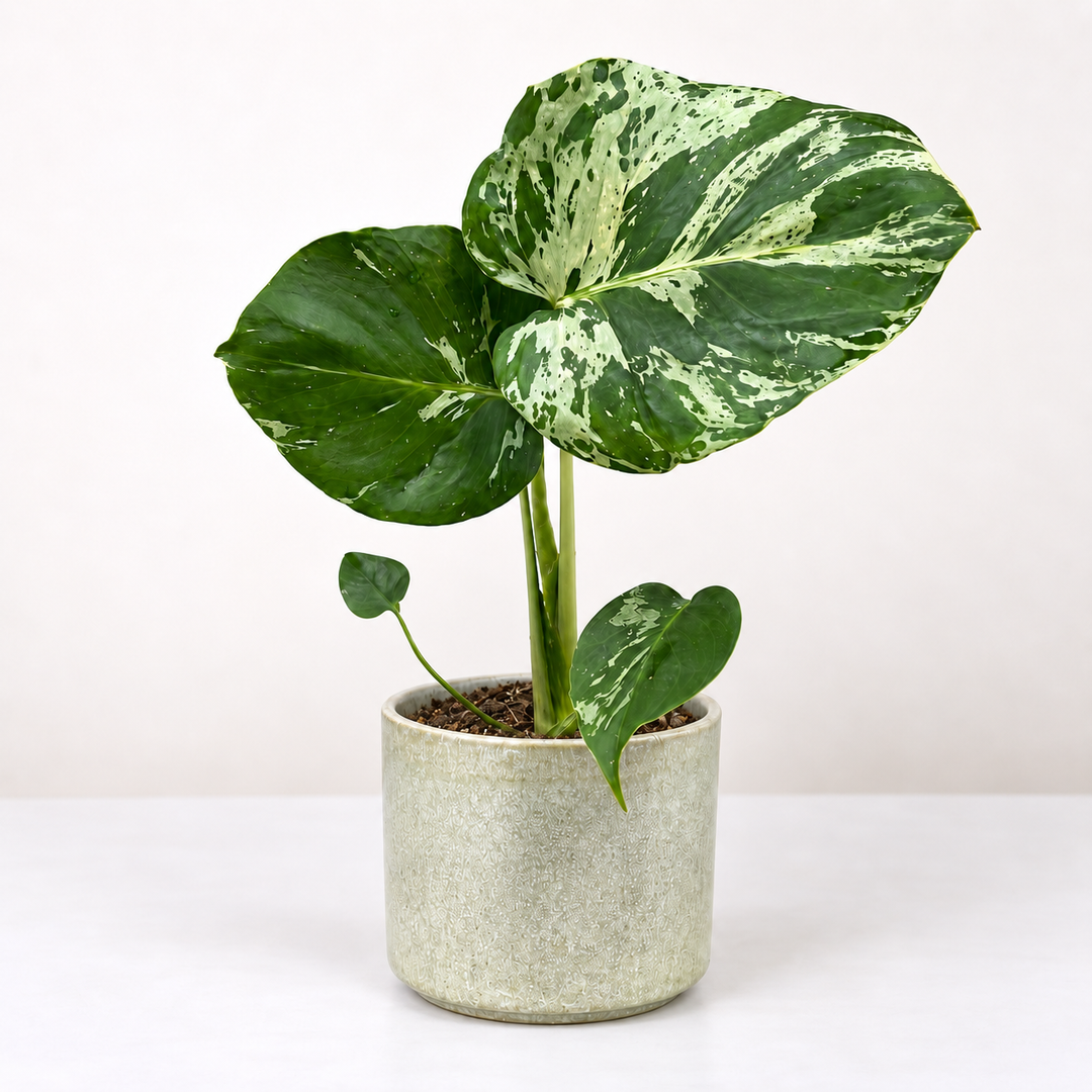 Monstera Bulbasaur Foliage Dreams