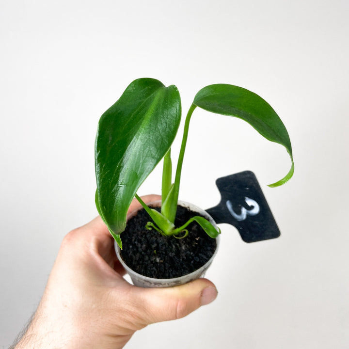 Monstera Burle Marx Flame 3 Foliage Dreams