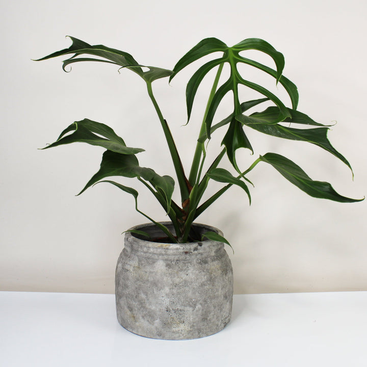 Monstera Burle Marx Flame L Foliage Dreams