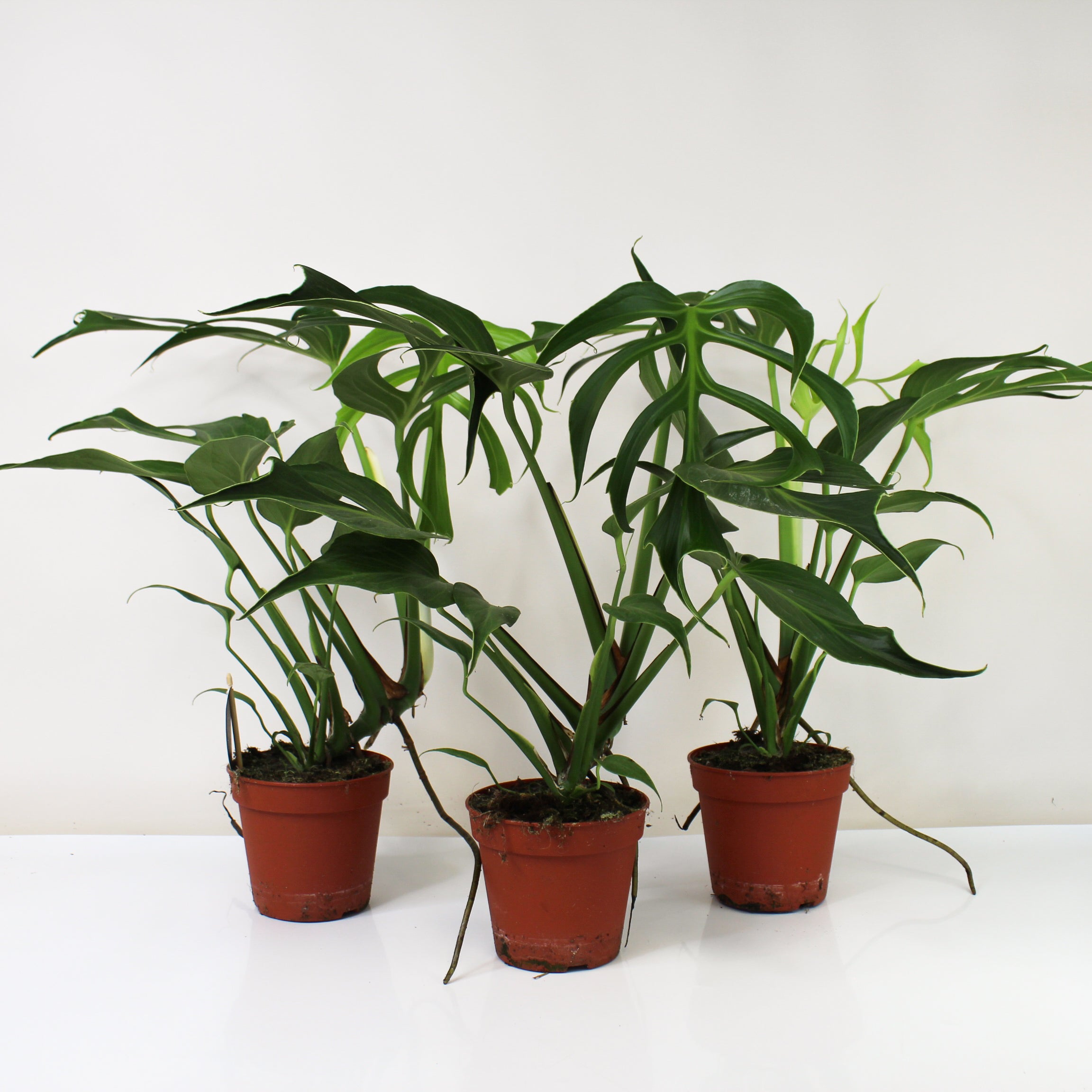 Seltene Monstera Burle Marx Flame kaufen | Foliage Dreams