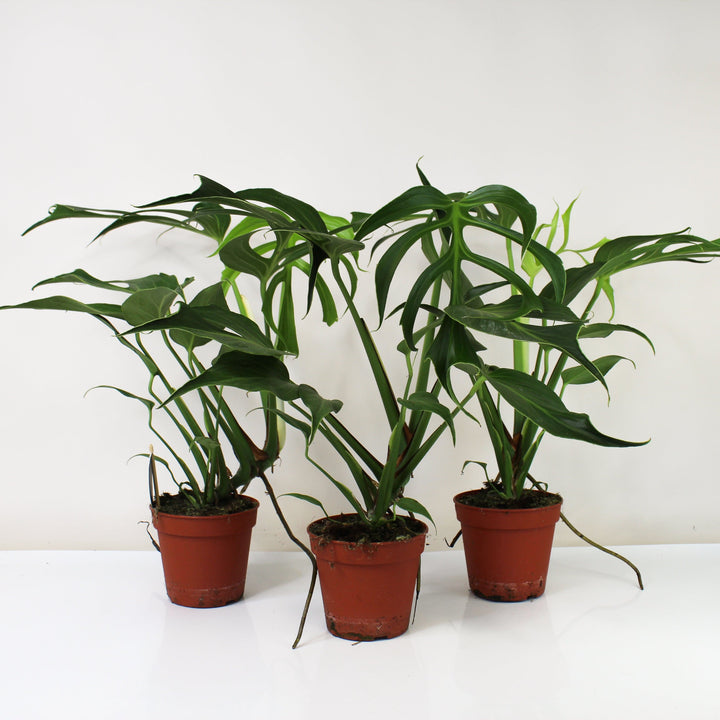 Monstera Burle Marx Flame L Foliage Dreams