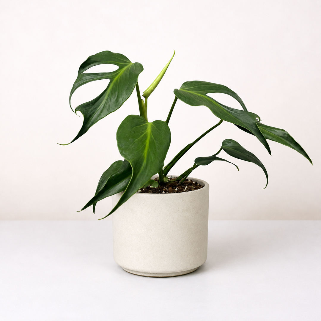 Monstera Burle Marx Flame L Foliage Dreams