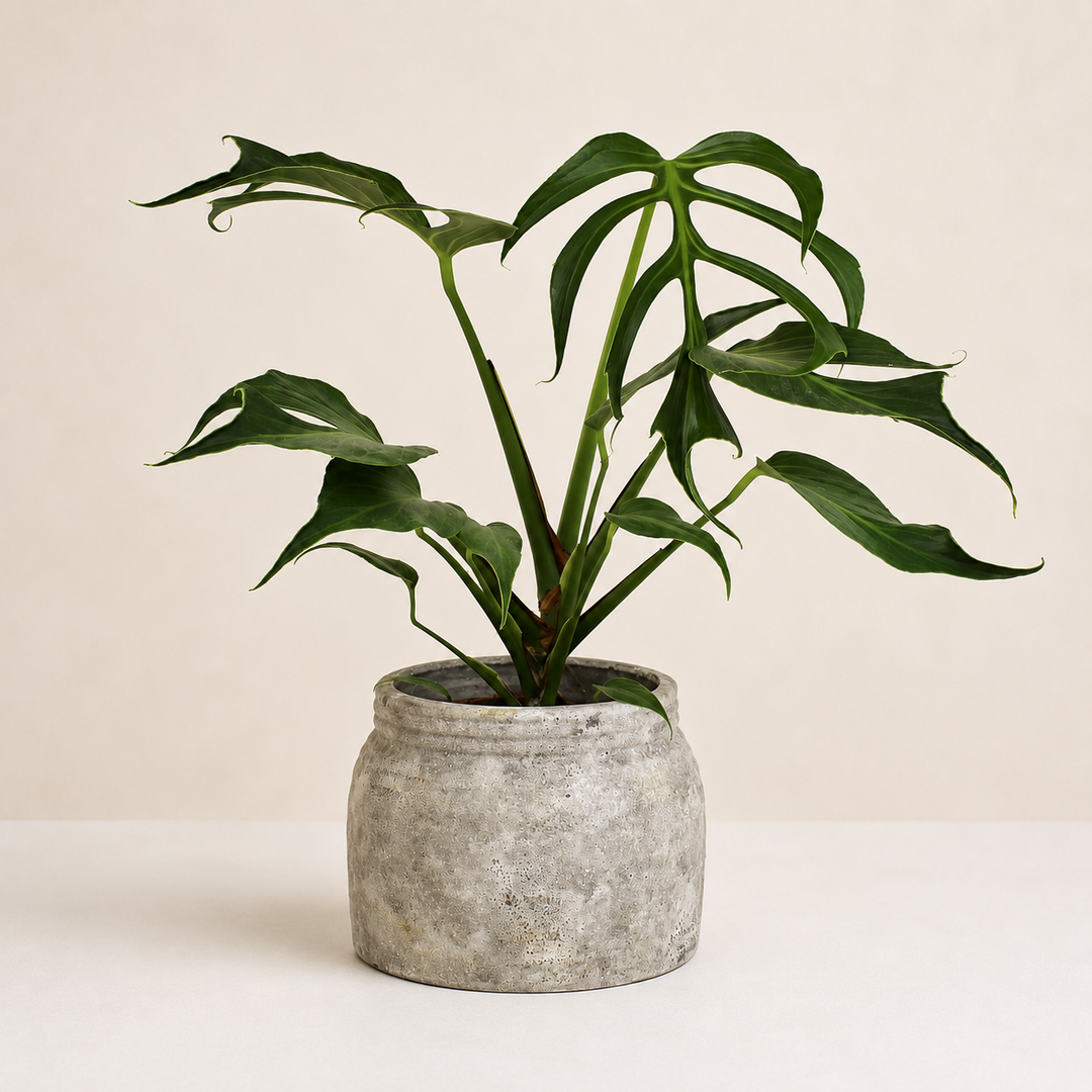 Monstera Burle Marx Flame L Foliage Dreams
