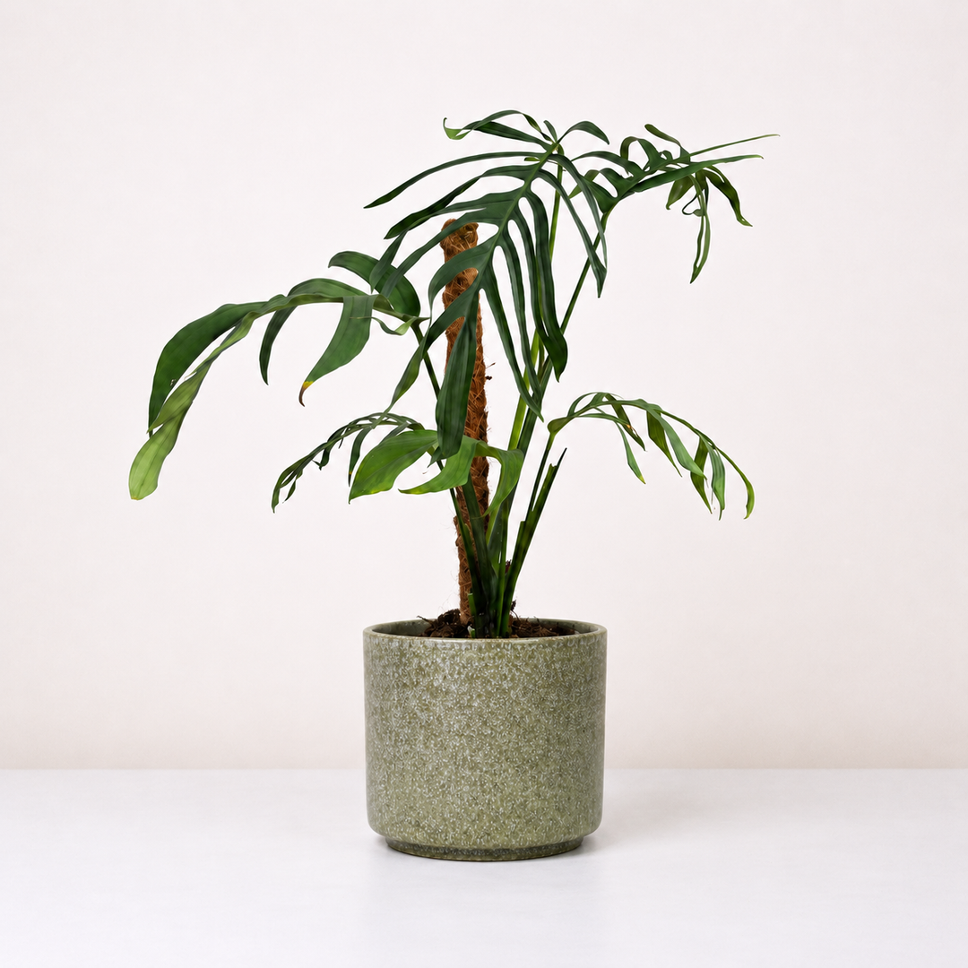 Monstera Croatii L Foliage Dreams