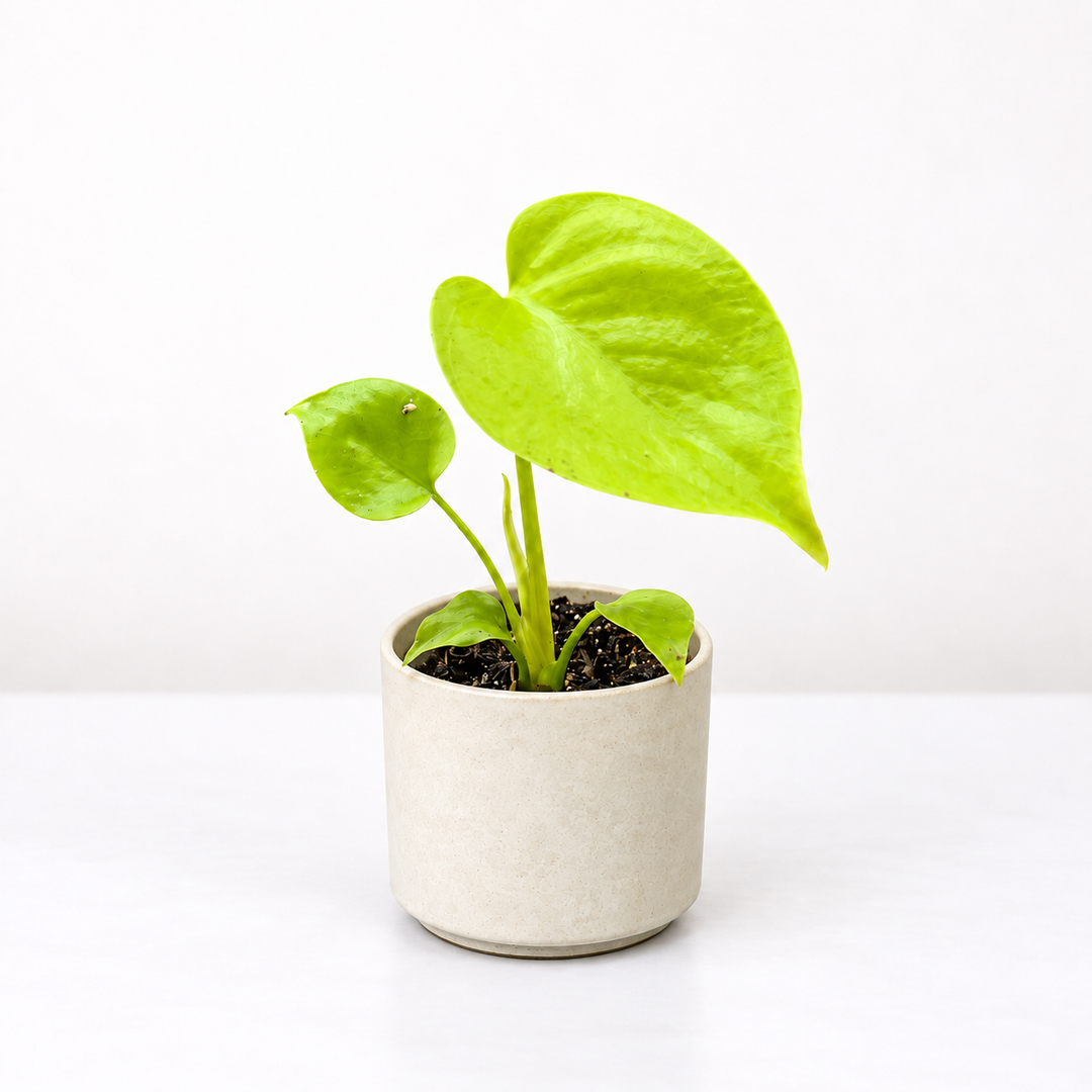 Monstera Deliciosa Golden Compact Foliage Dreams