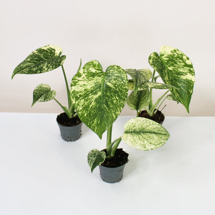 Monstera Deliciosa Mint - Babypflanze Foliage Dreams