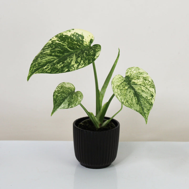 Monstera Deliciosa Mint - Babypflanze Foliage Dreams