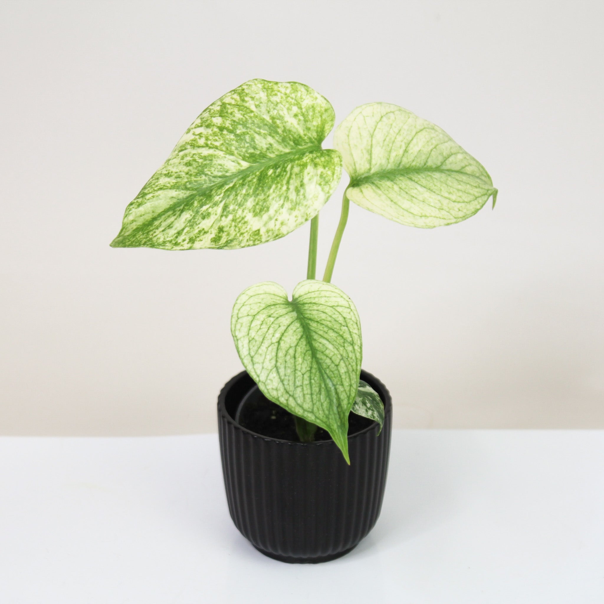 Monstera Deliciosa Mint – Foliage Dreams