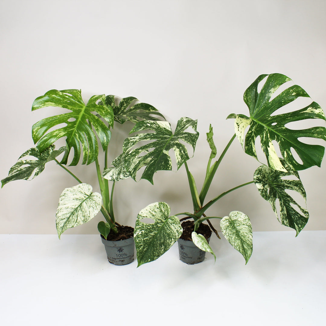 Monstera Deliciosa Mint Foliage Dreams