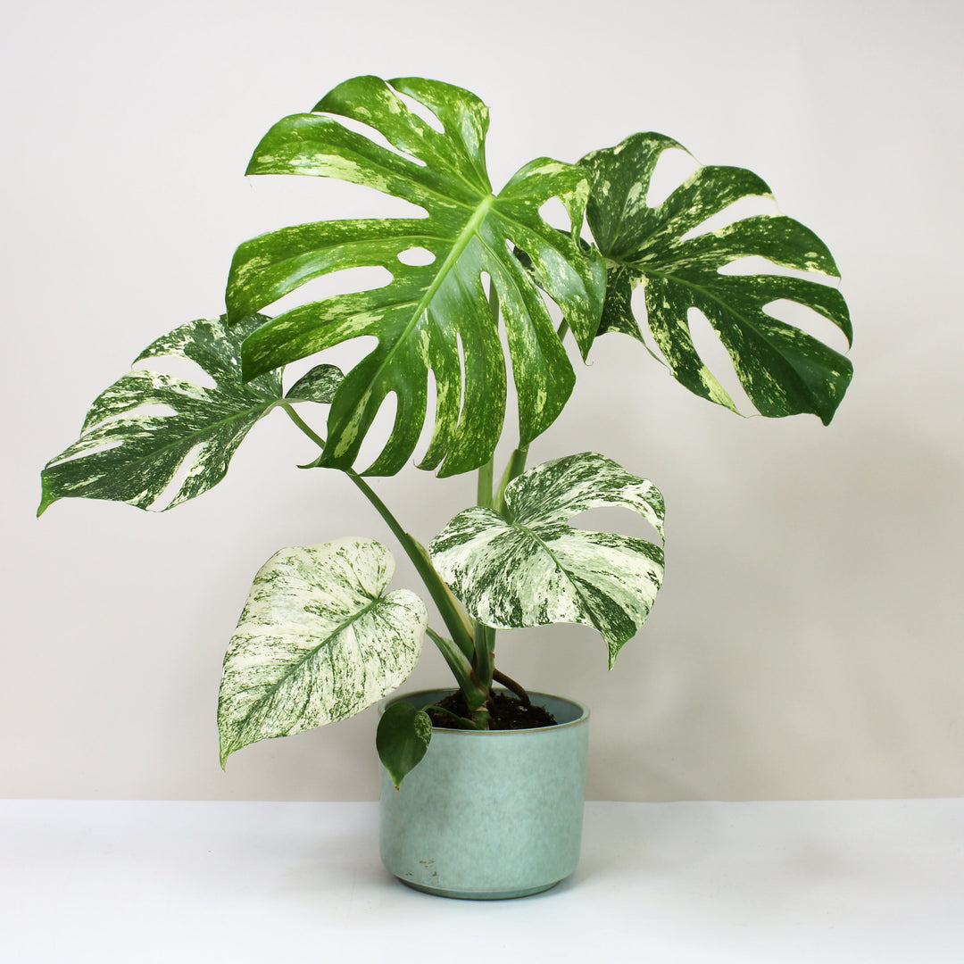 Monstera Deliciosa Mint Foliage Dreams