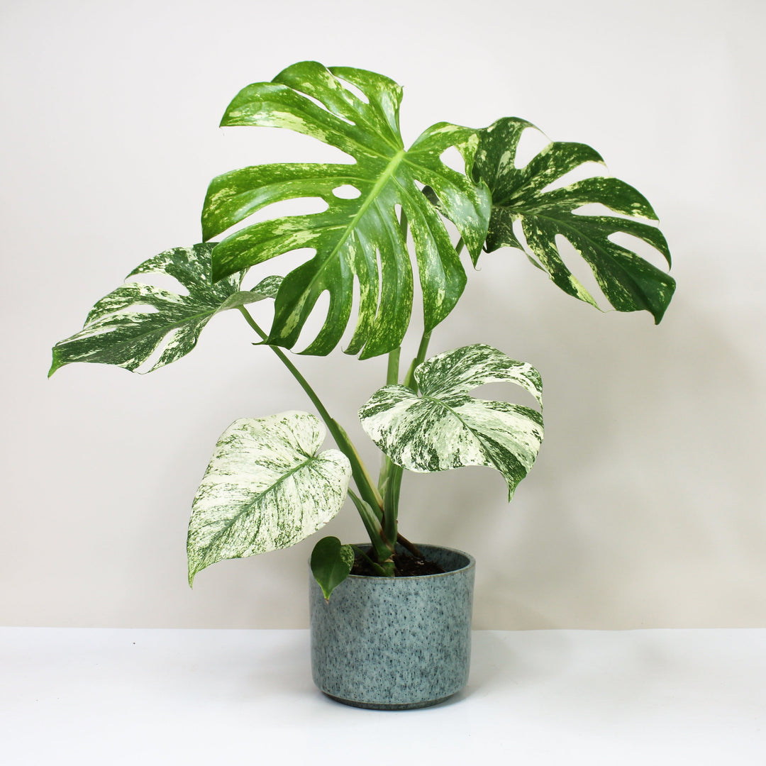 Monstera Deliciosa Mint Foliage Dreams