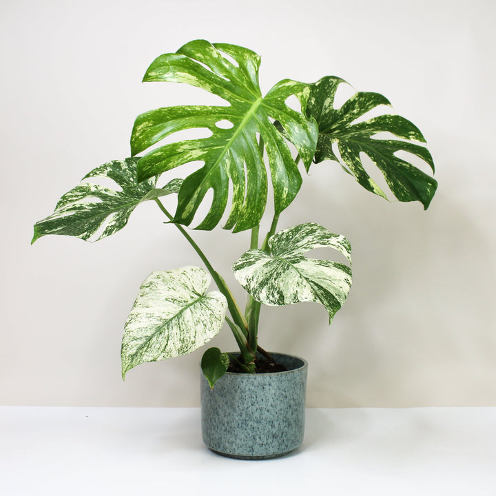 Monstera Deliciosa Mint Foliage Dreams