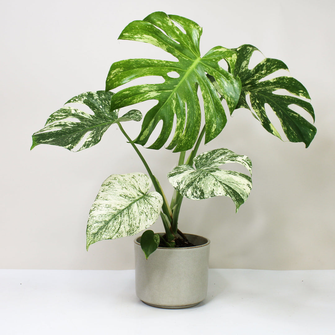Monstera Deliciosa Mint Foliage Dreams