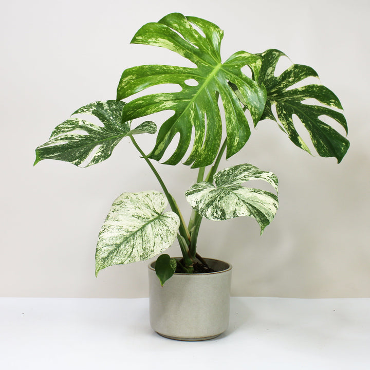 Monstera Deliciosa Mint Foliage Dreams