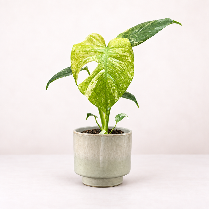 Monstera Deliciosa Mint M Foliage Dreams