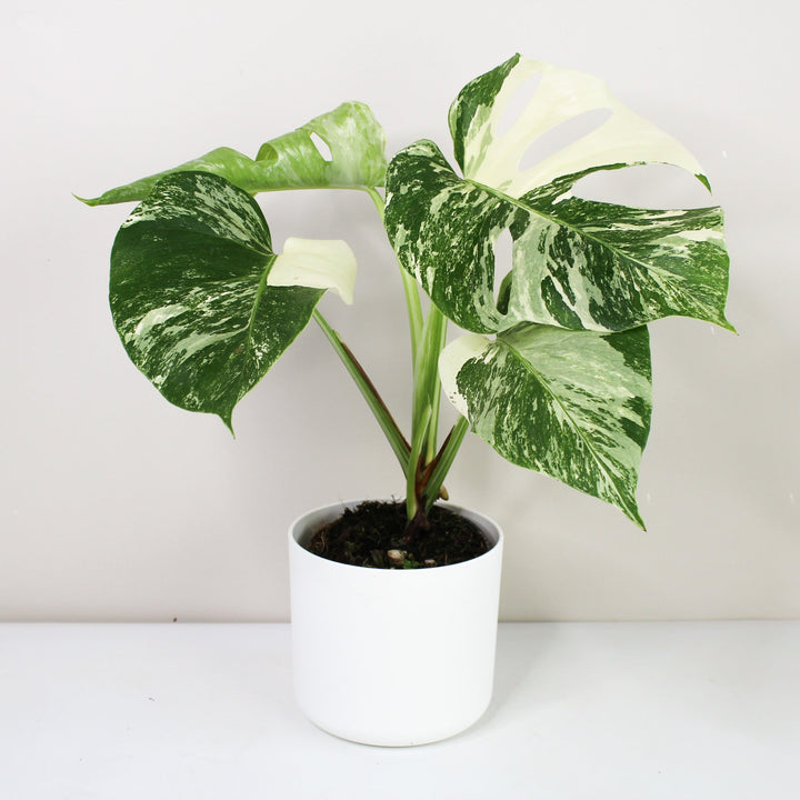 Monstera Deliciosa Variegata 12cm extrem extrem Foliage Dreams