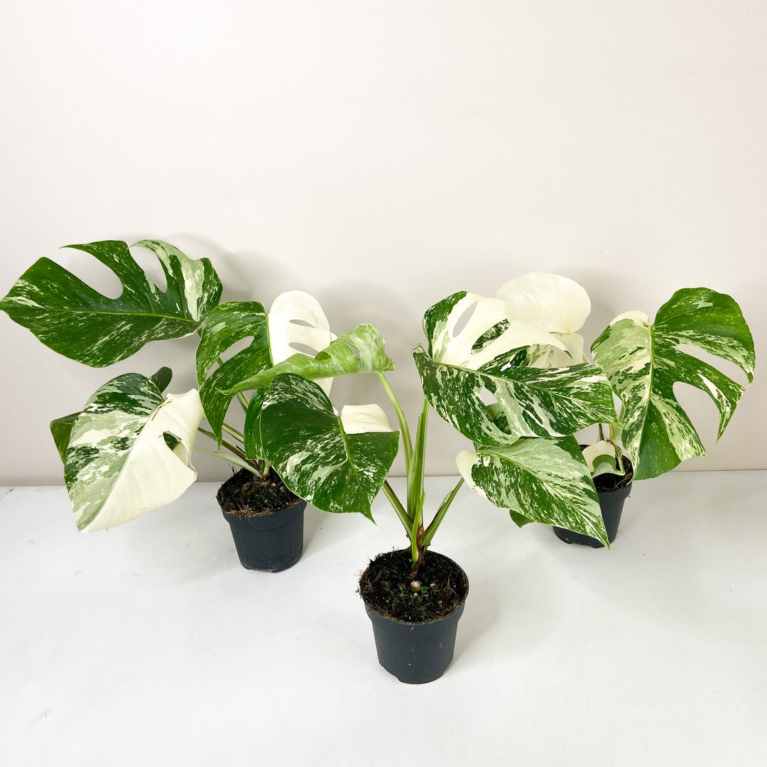 Monstera Deliciosa Variegata 12cm extrem extrem Foliage Dreams