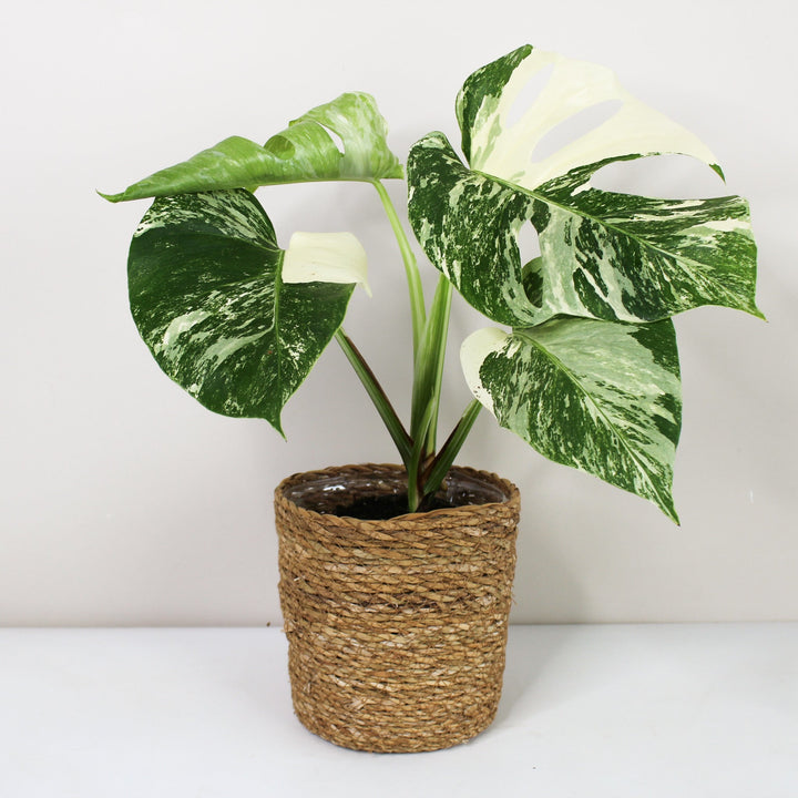 Monstera Deliciosa Variegata 12cm extrem extrem Foliage Dreams