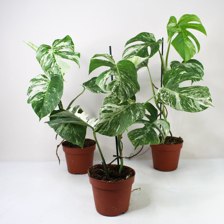 Monstera Deliciosa Variegata - kleine Blätter Foliage Dreams