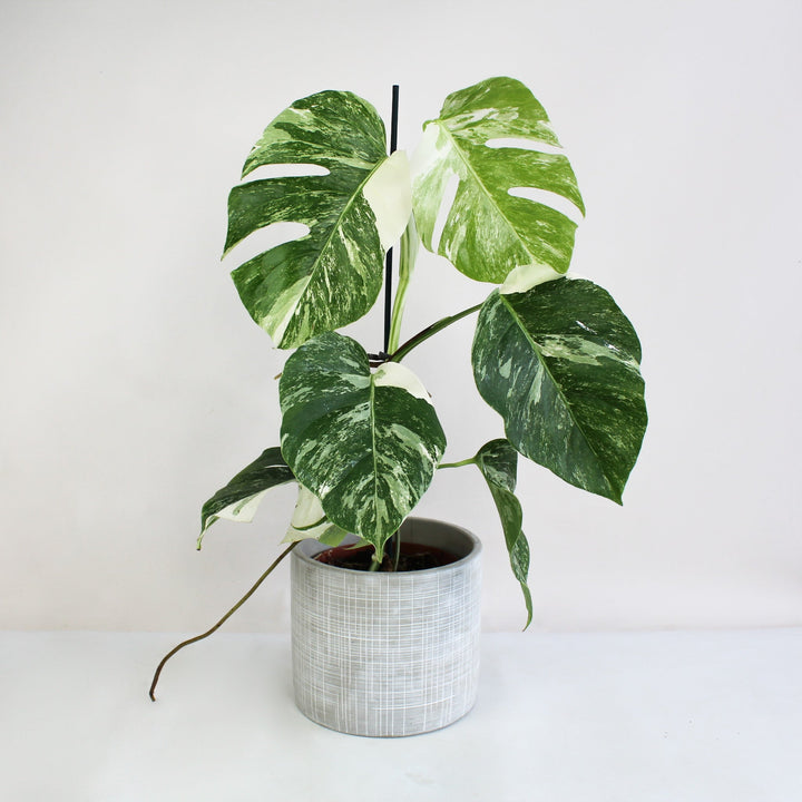 Monstera Deliciosa Variegata - kleine Blätter extrem Foliage Dreams