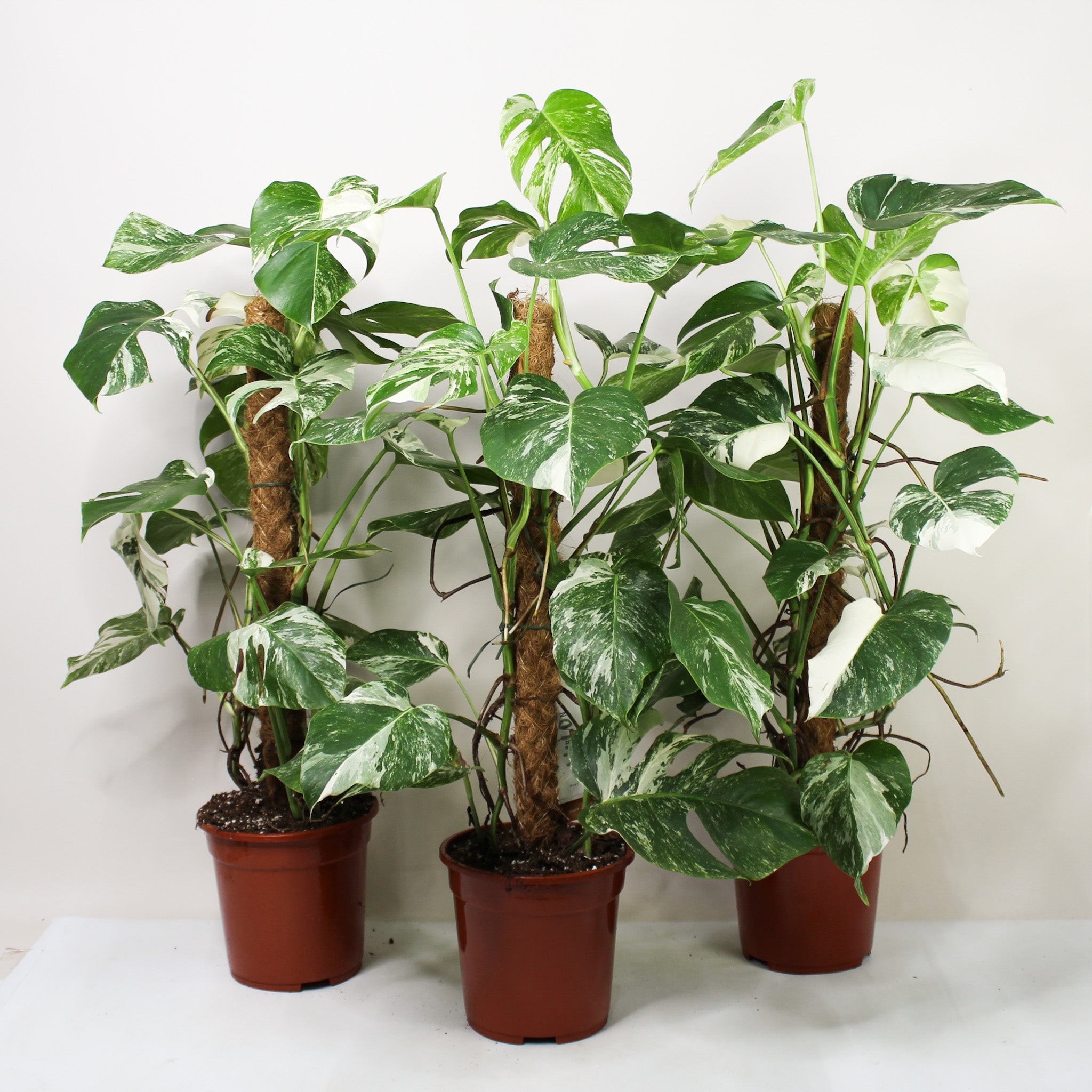 ⭐︎美株⭐︎ Monstera pertusa cv.'Variegata' 4号 ⭐︎美株⭐︎ Monstera pertusa cv.´Variegata´ 4号