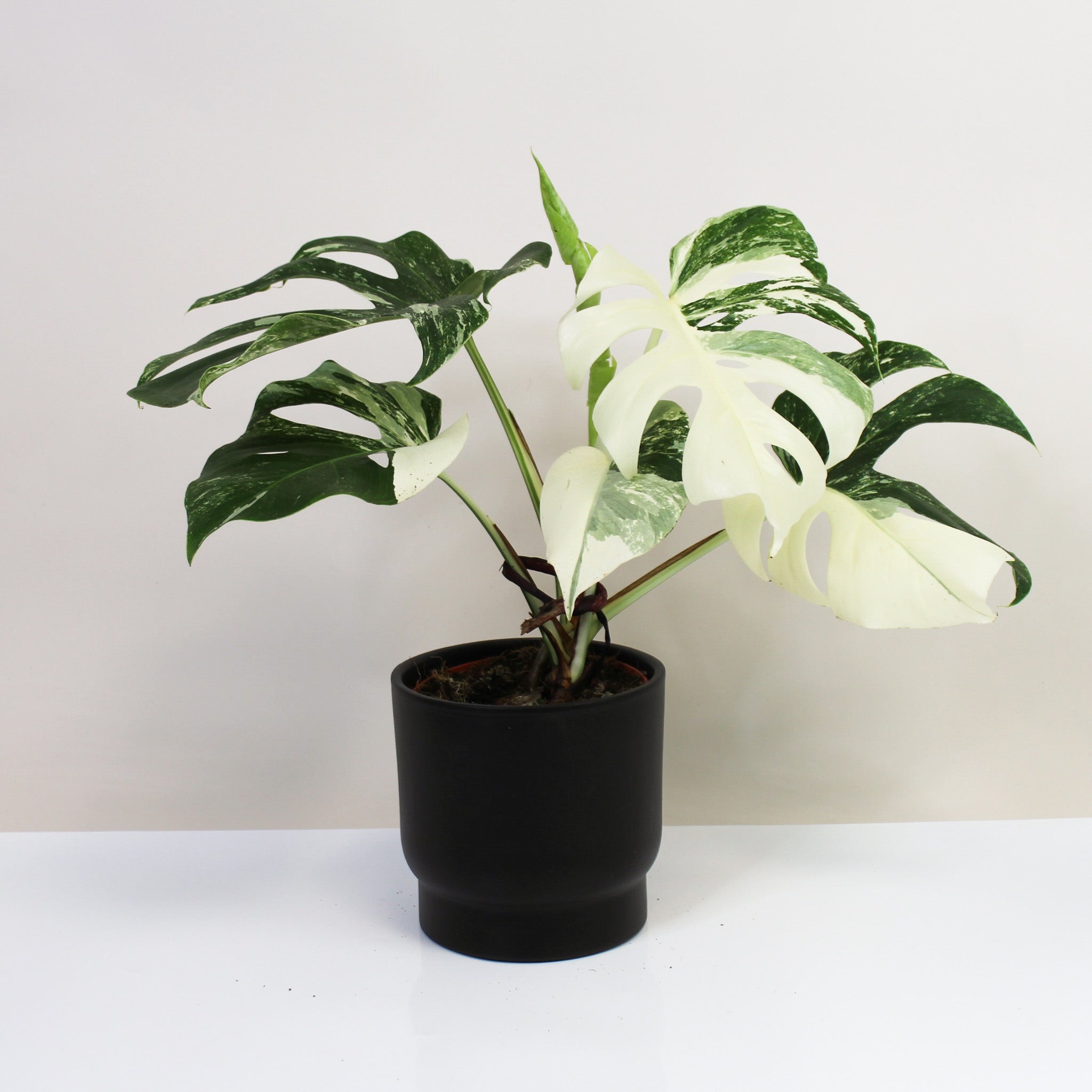 Monstera hotsell Variegata GANZE PFLANZEN