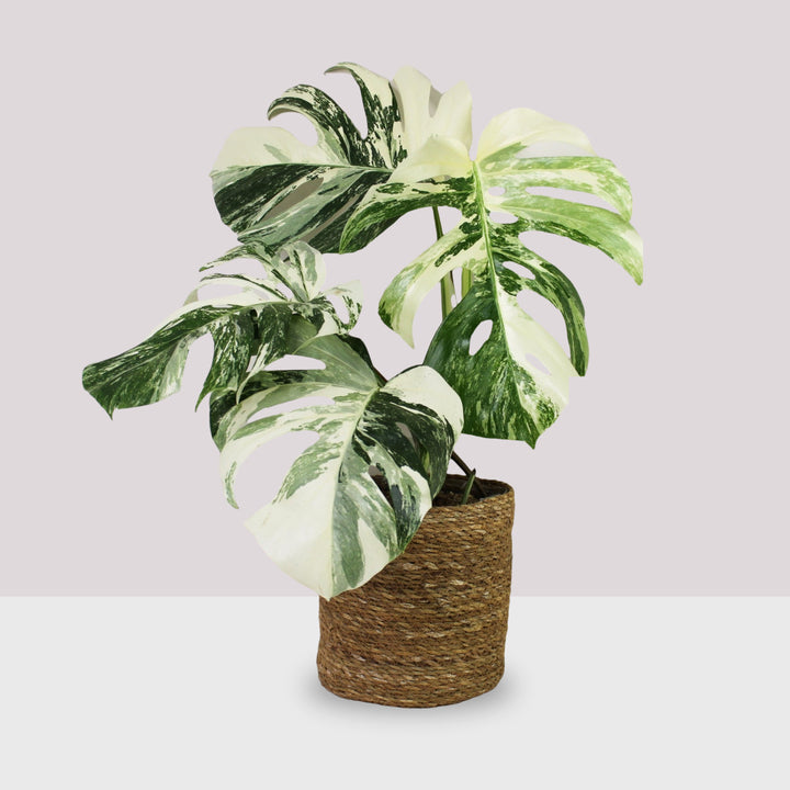 Monstera Deliciosa Variegata extrem Foliage Dreams