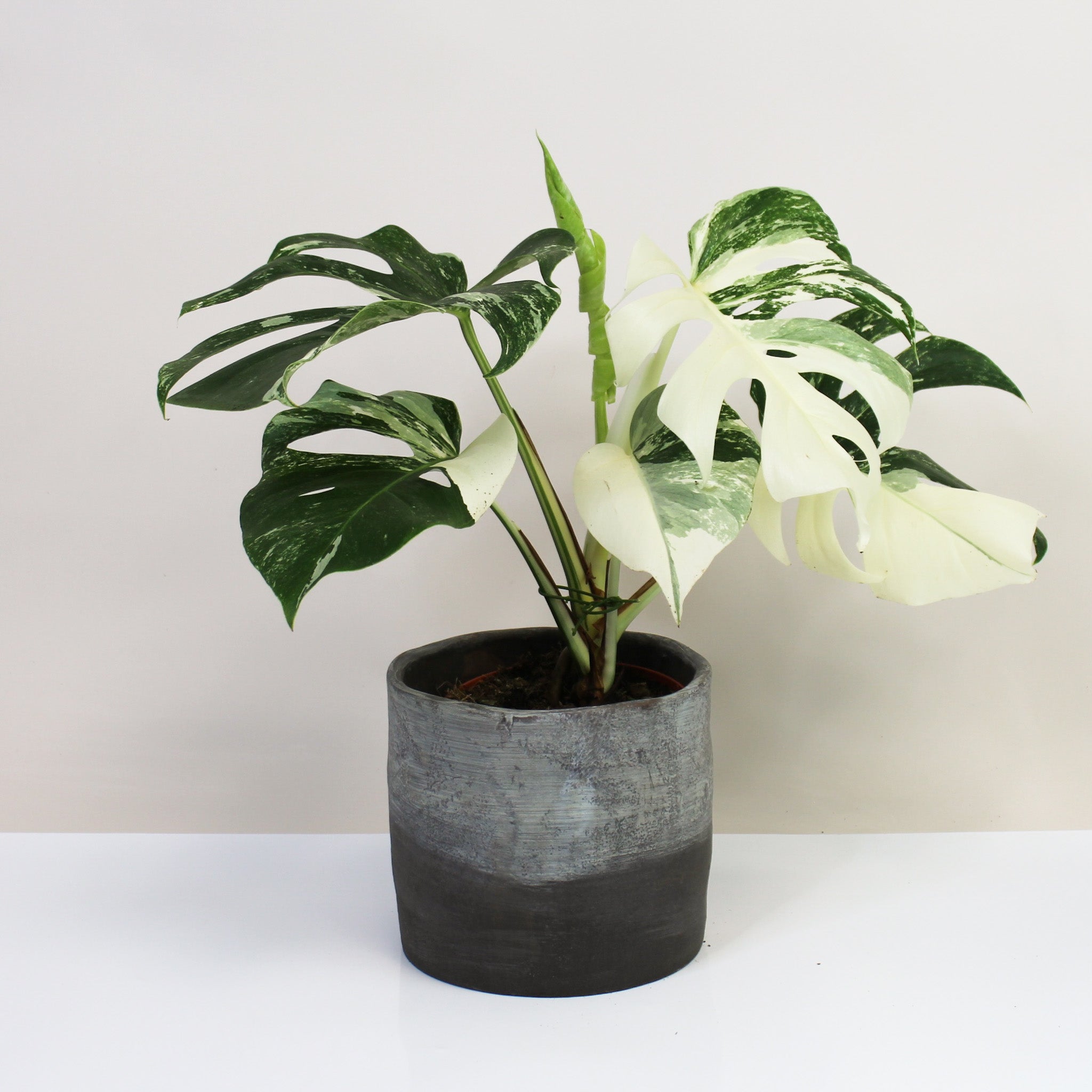 monstera deliciosa variegata kaufen Monstera Deliciosa Variegata – Foliage Dreams