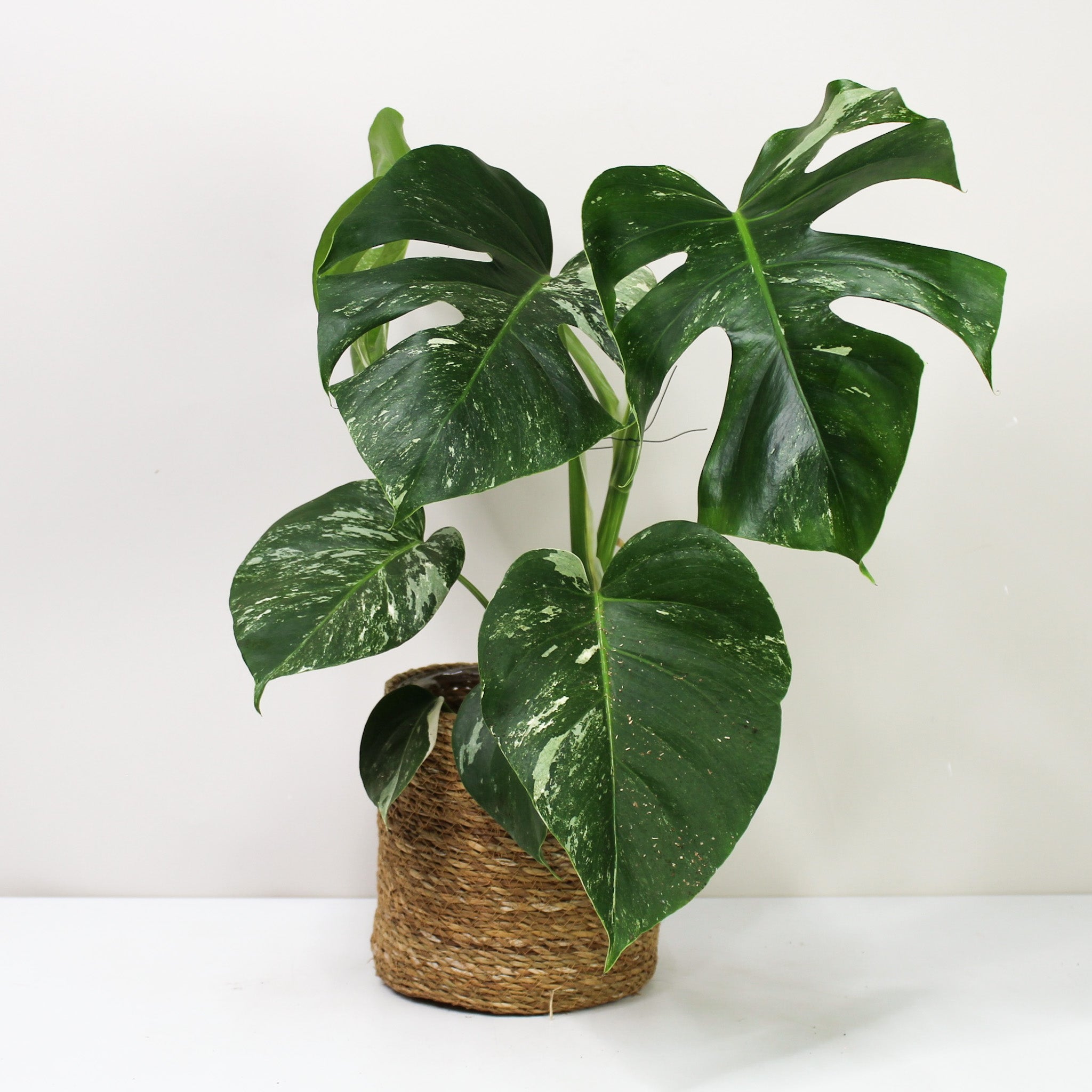 Monstera Deliciosa Variegata – Foliage Dreams