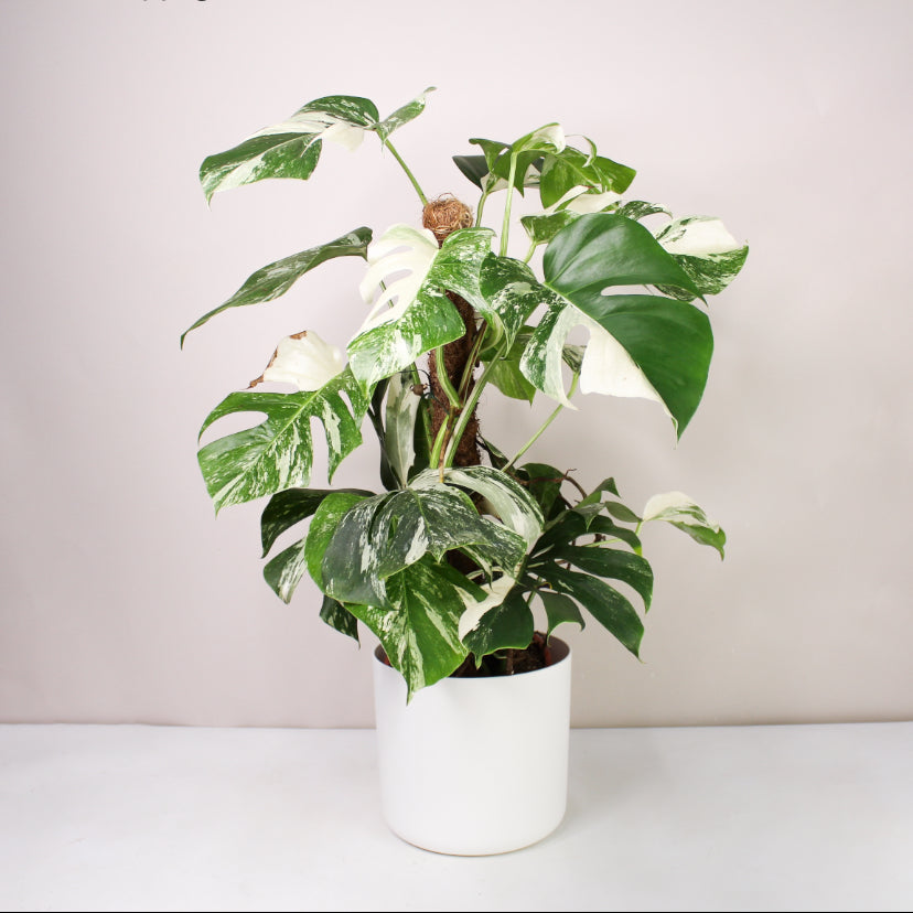 Monstera Deliciosa Variegata XL am Moosstab Foliage Dreams