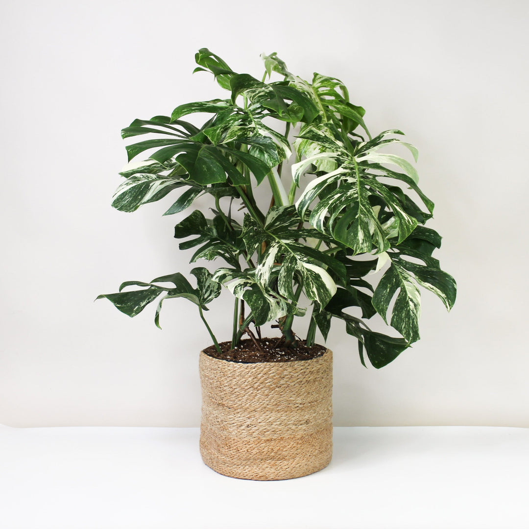 Monstera Deliciosa Variegata - XL Foliage Dreams