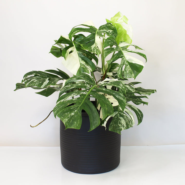 Monstera Deliciosa Variegata - XL Foliage Dreams
