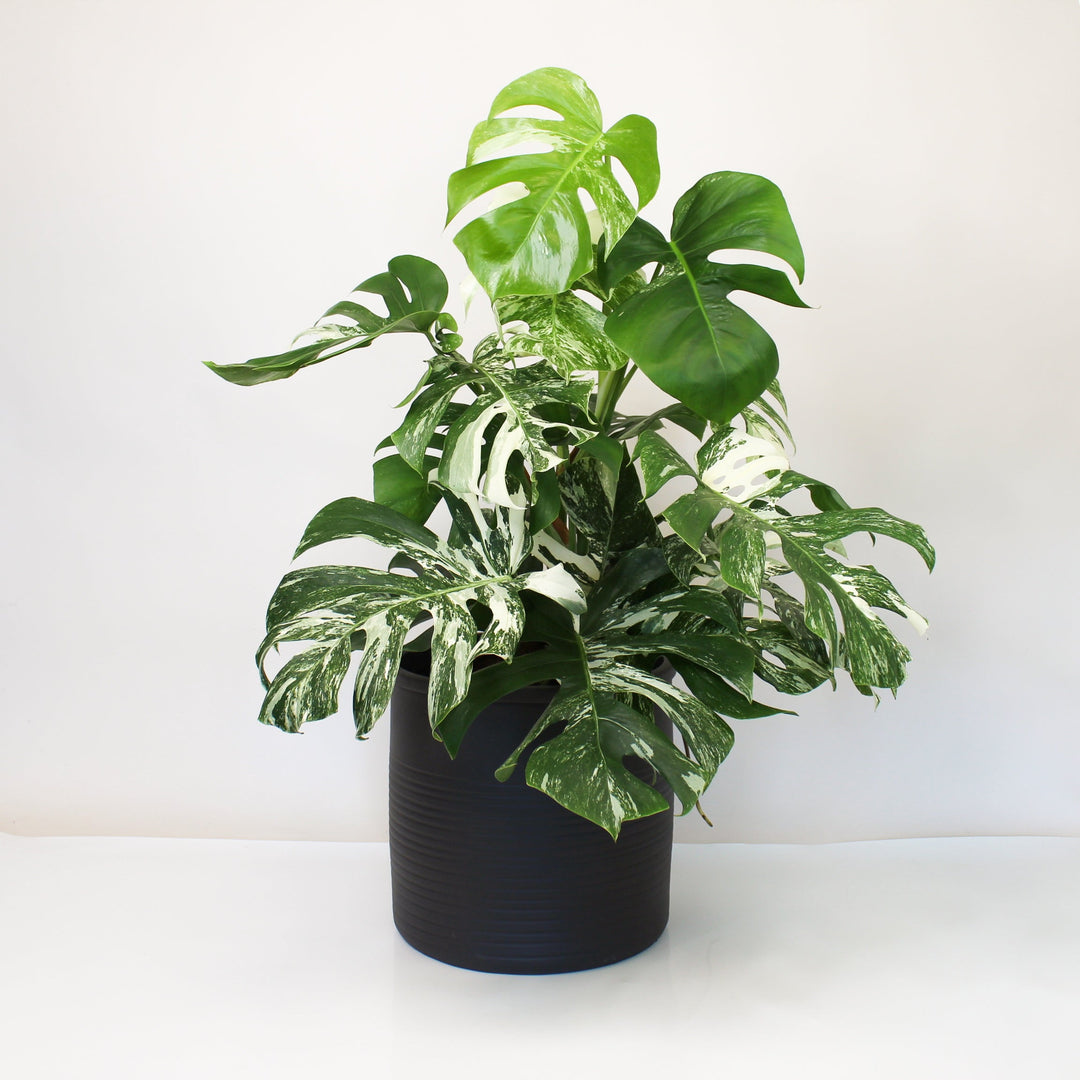 Monstera Deliciosa Variegata - XL Foliage Dreams