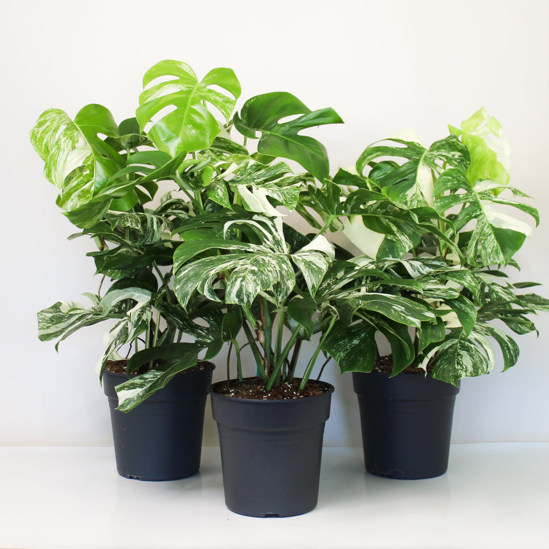 Monstera Deliciosa Variegata - XL Foliage Dreams