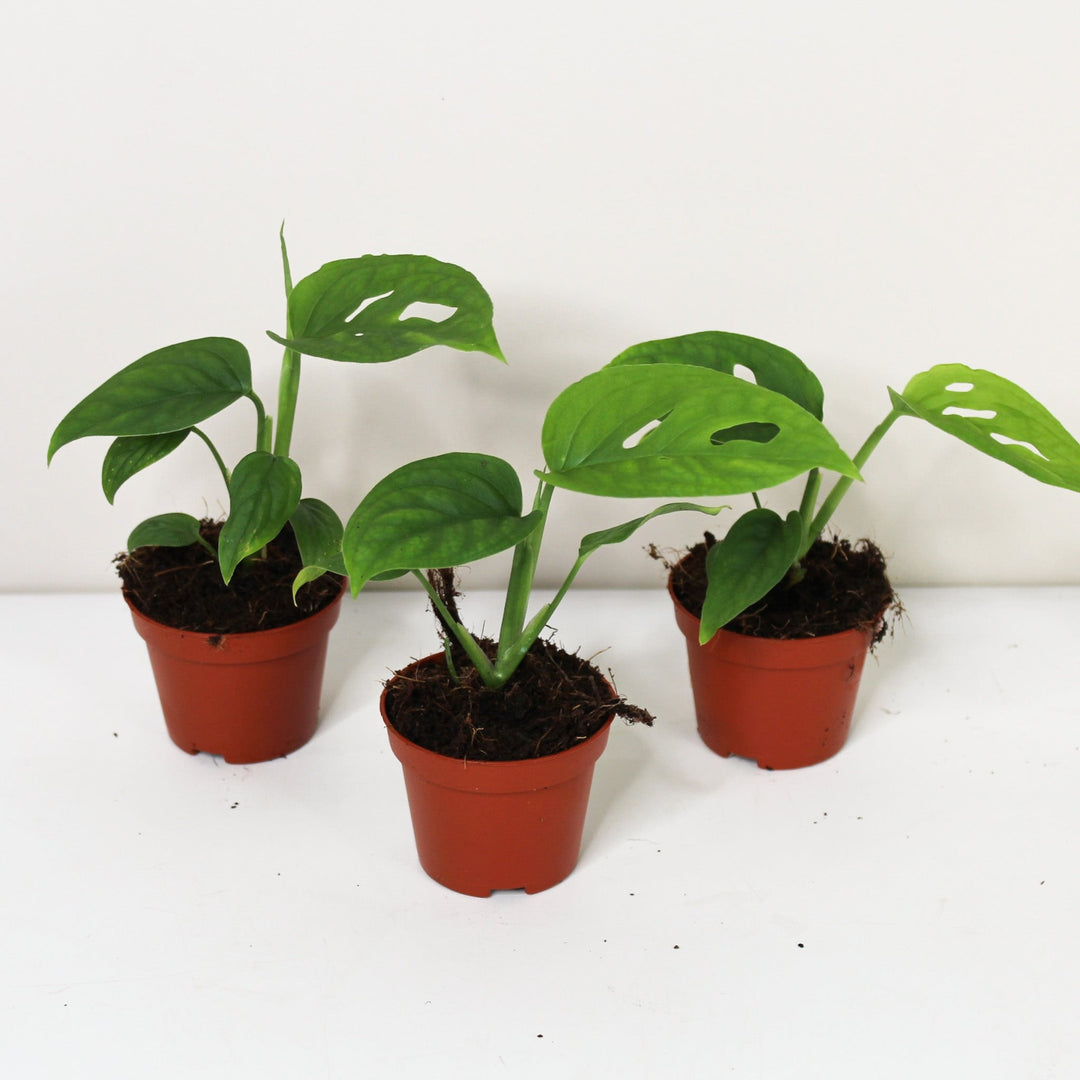 Monstera Epipremnoides 'Esqueleto' - Babypflanze Foliage Dreams