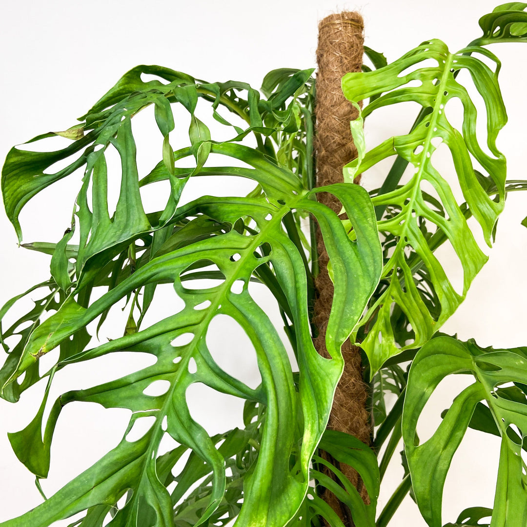 Monstera Epipremnoides 'Esqueleto' Foliage Dreams