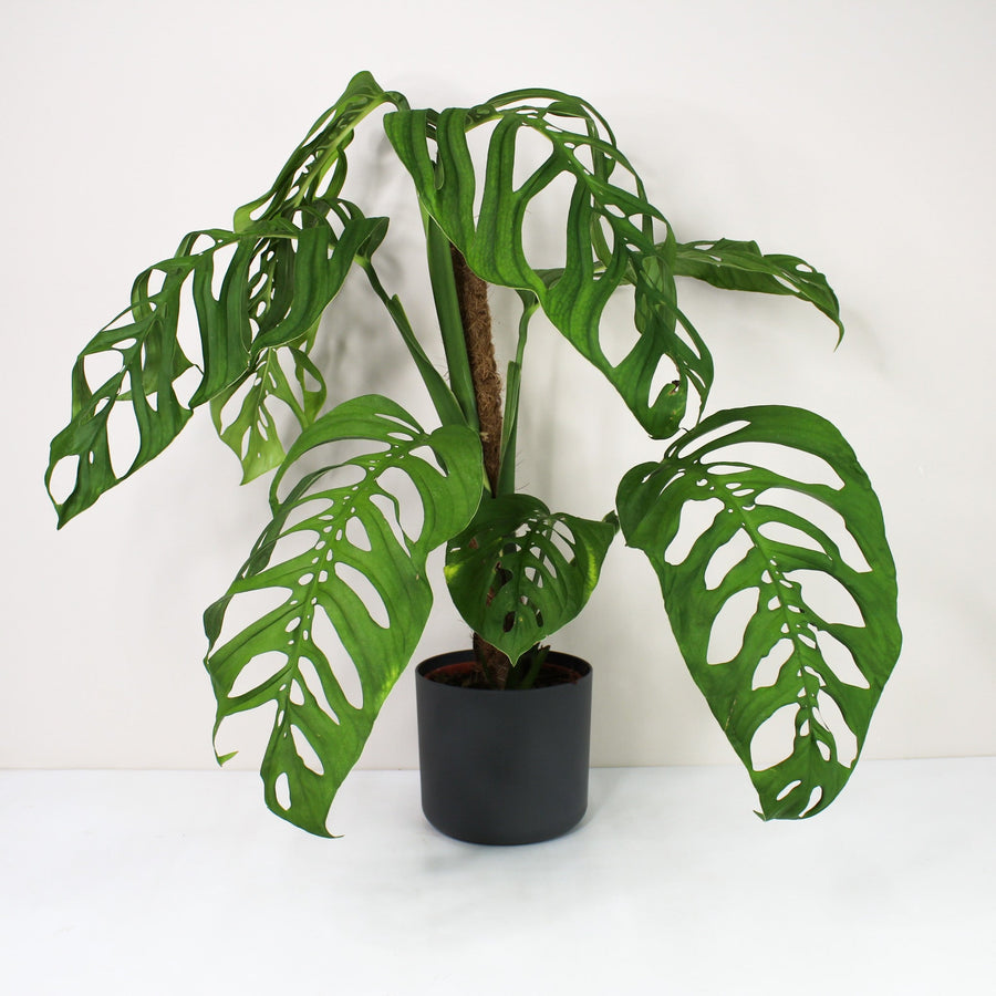 Monstera kaufen bei Foliage Dreams