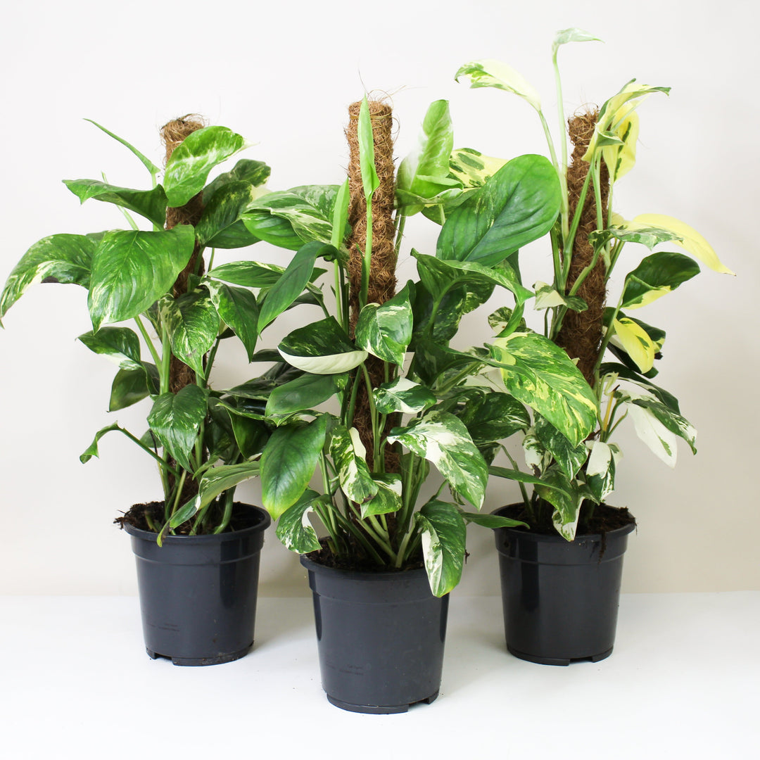 Monstera Lechleriana Variegata Foliage Dreams