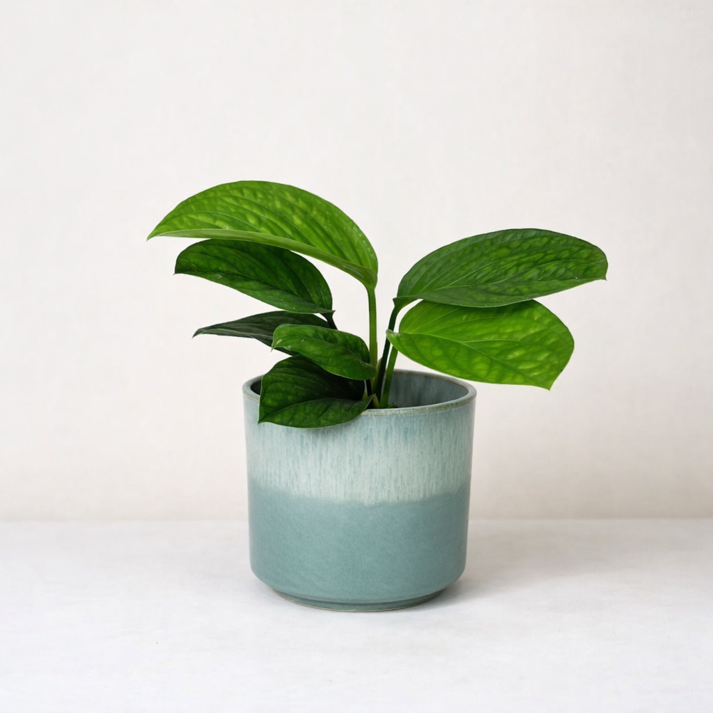 Monstera Pinnatipartita Foliage Dreams