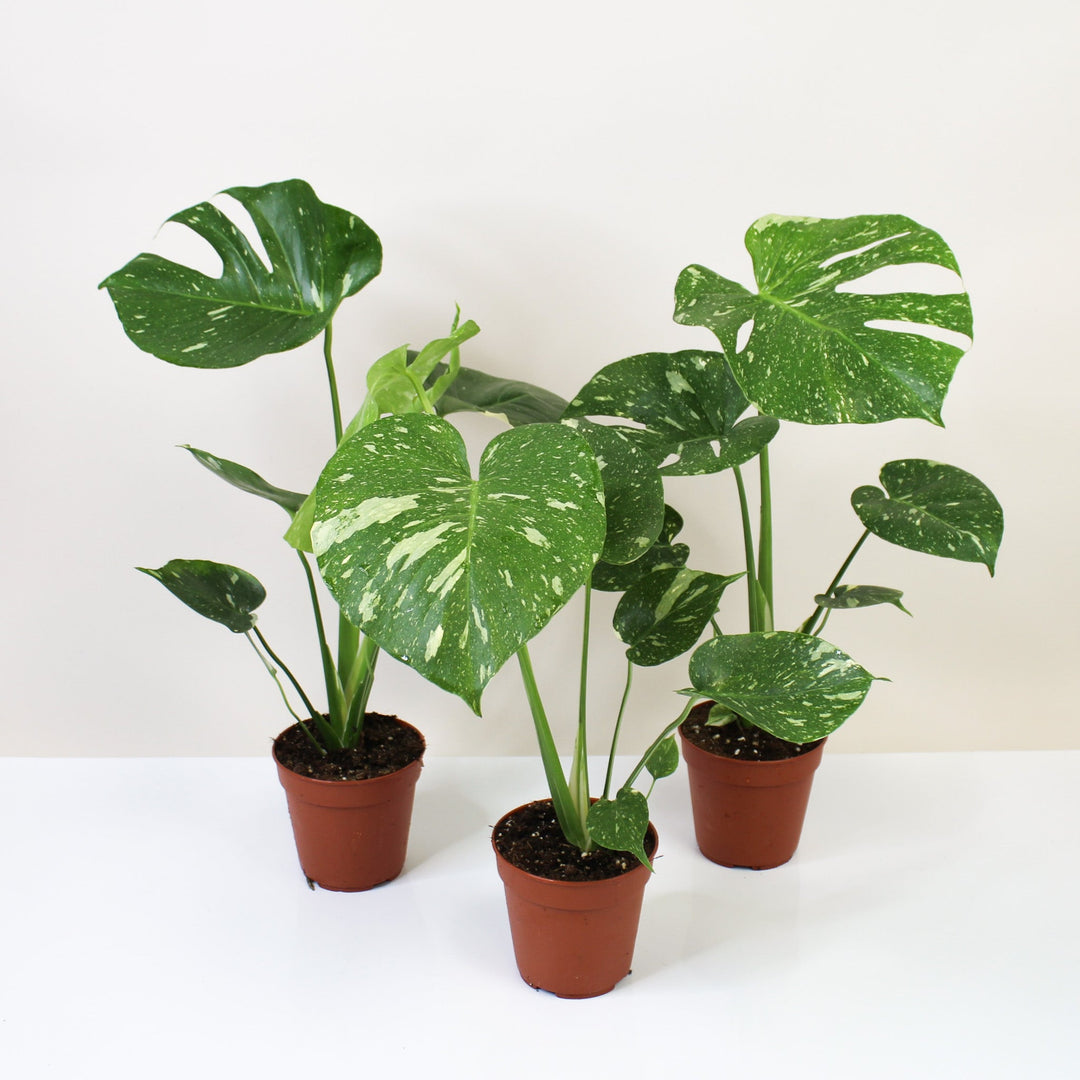 Monstera Thai Constellation Foliage Dreams