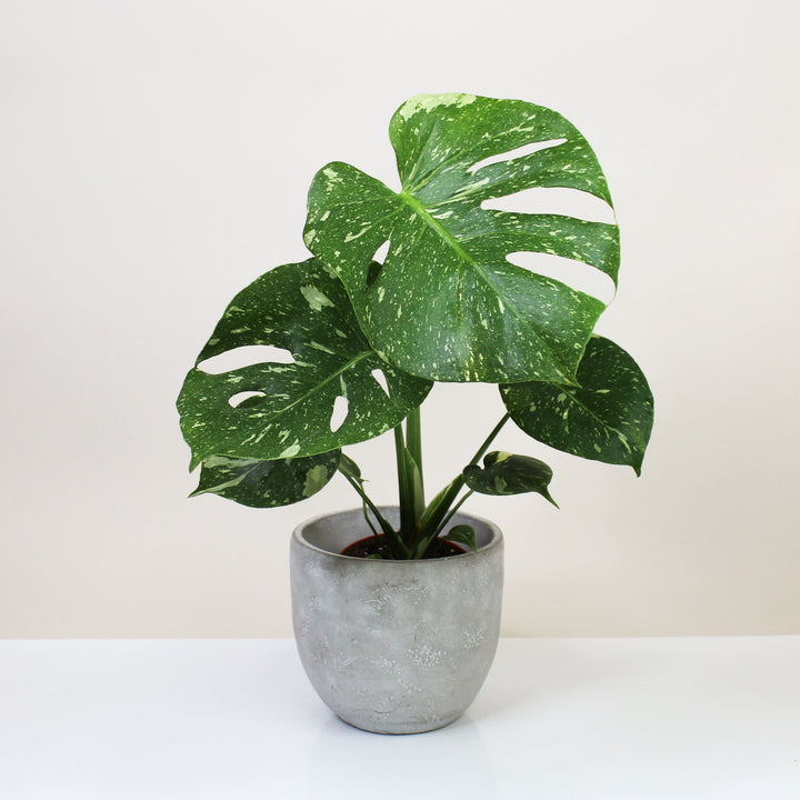 Monstera Thai Constellation M Foliage Dreams