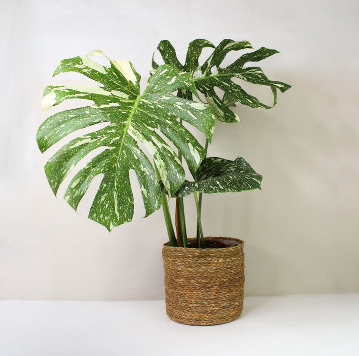 Monstera Thai Constellation XXL Foliage Dreams