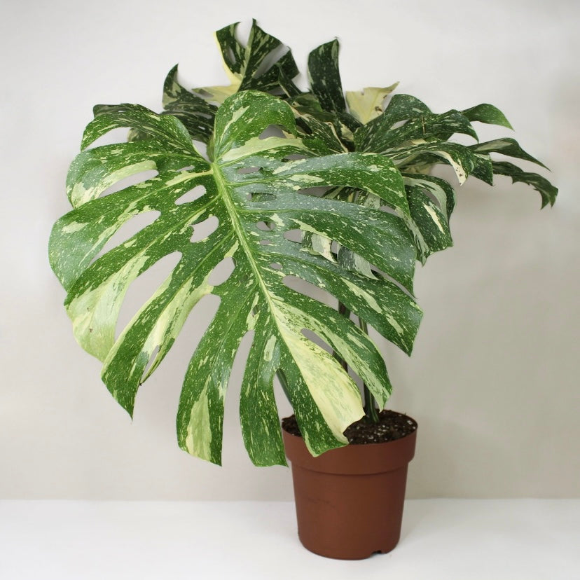 Monstera Thai Constellation XXL Foliage Dreams