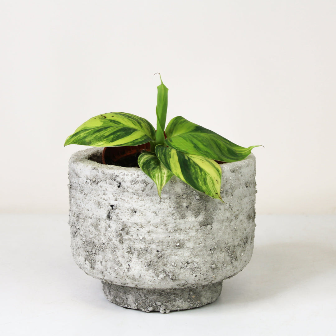 Musa Aurea Variegata (Bananenpflanze) S Foliage Dreams