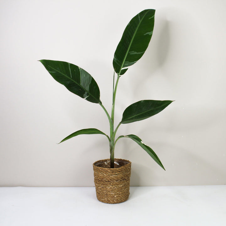 Musa Variegata (Bananenpflanze) Foliage Dreams