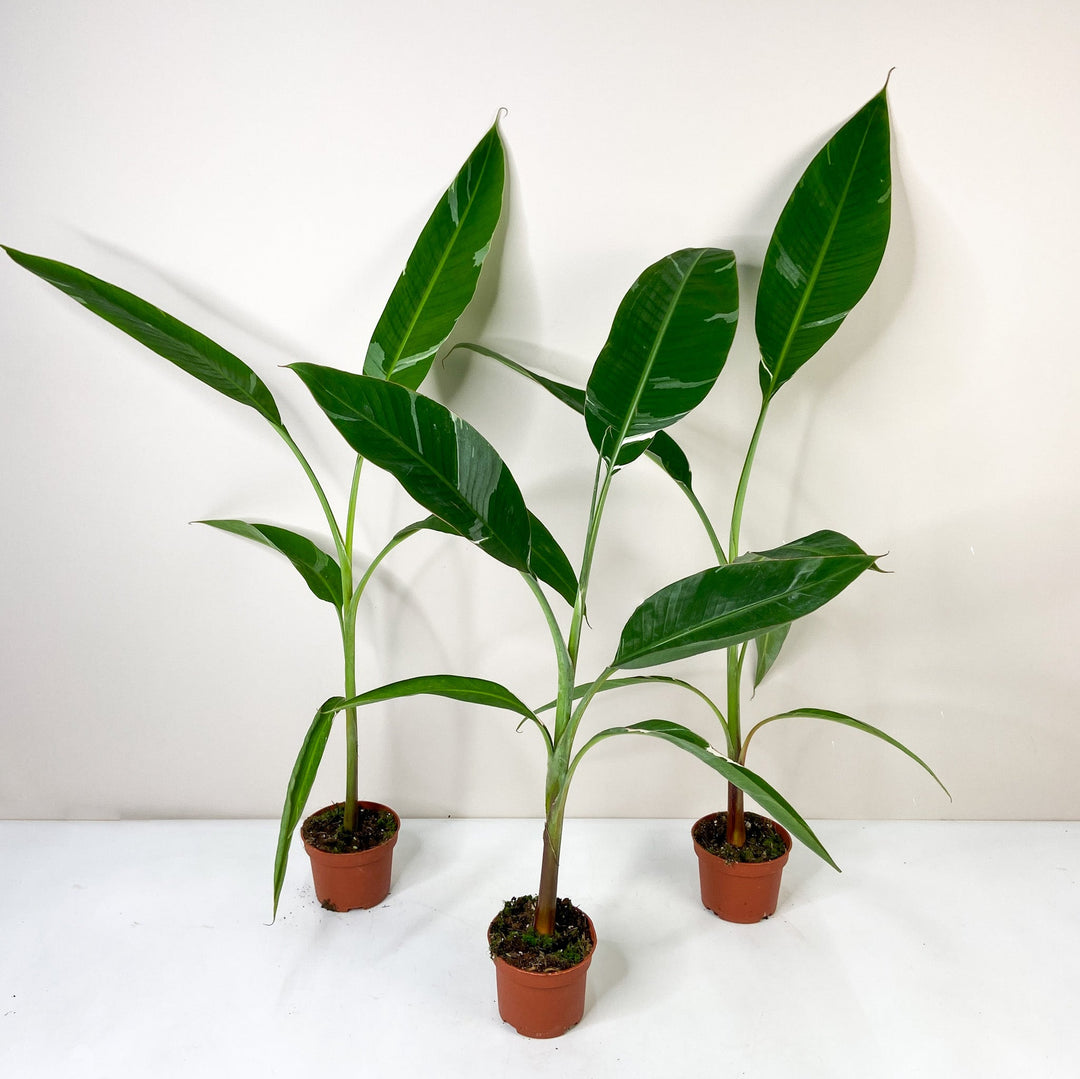 Musa Variegata (Bananenpflanze) Foliage Dreams