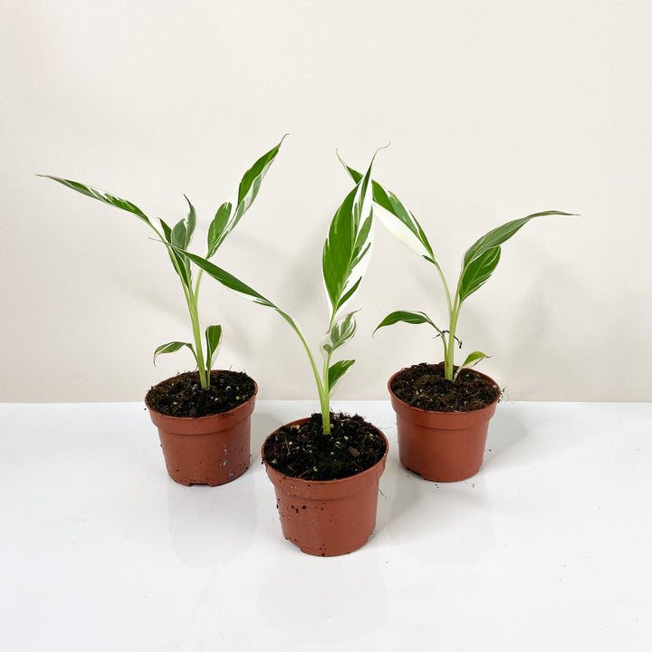 Musa Variegata (Bananenpflanze) Foliage Dreams