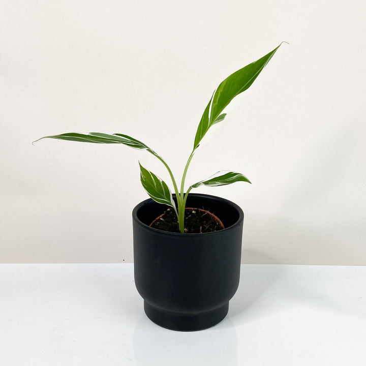 Musa Variegata (Bananenpflanze) Foliage Dreams