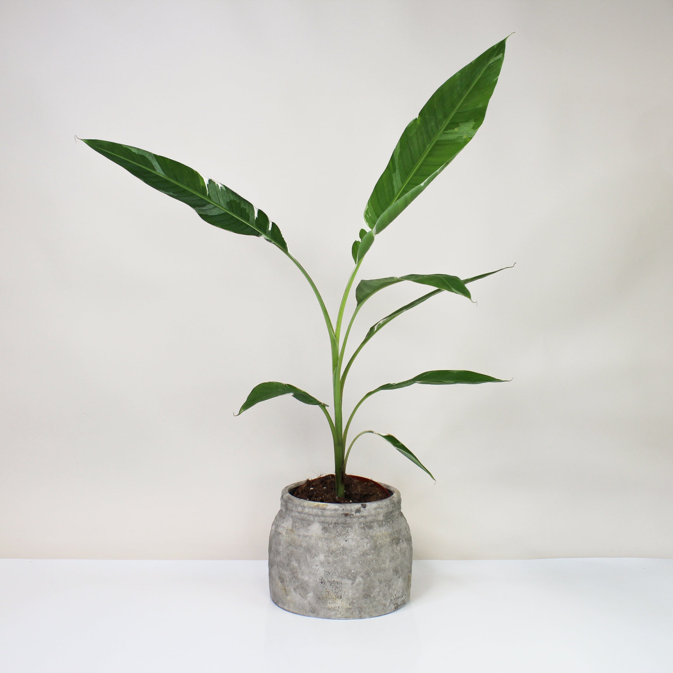 Musa Variegata (Bananenpflanze) – Foliage Dreams